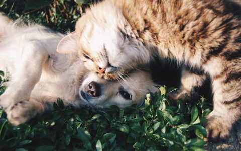 办理狗狗犬证需要什么手续？详细流程与所需材料一览