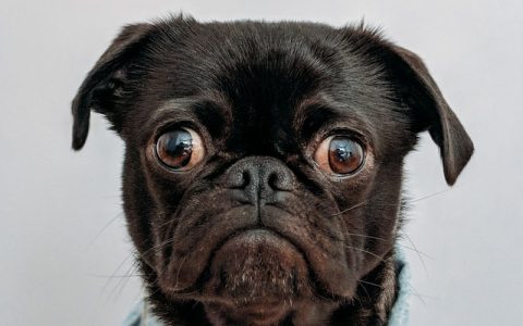 狗狗怎么补钙？一周喂几次钙片合适？科学补钙全攻略