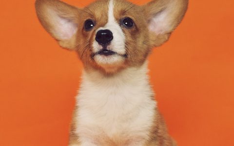 狗狗寿命排名：哪10种犬最长寿？如何让爱犬多陪你几年？