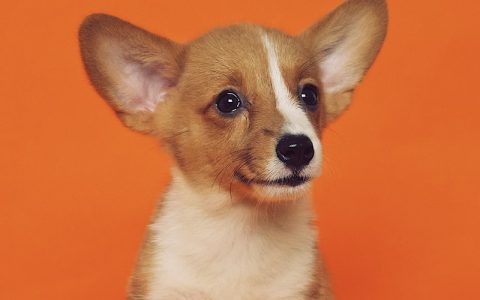 法国斗牛犬性格怎么样？法斗适合新手养吗？全面了解法斗