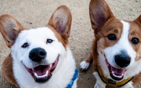 狗狗突然抽搐站不起来怎么办？急救步骤与病因分析完全指南