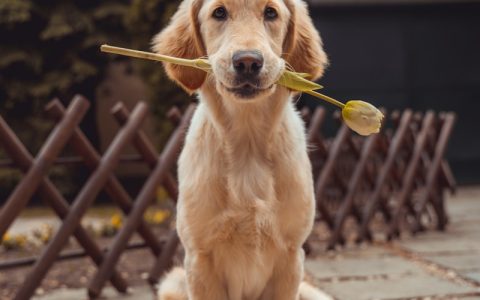 狗狗认主人的4个信号：看懂这些行为，说明你已经是它的全部