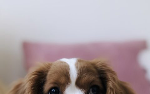 哮天犬是什么品种的狗？揭秘中国细犬的真实形象与饲养全攻略