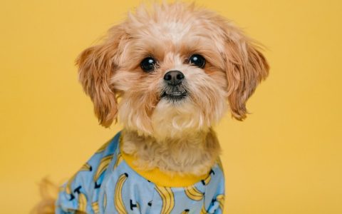 给狗打狂犬病疫苗有什么用？必要性、接种时间与注意事项全解