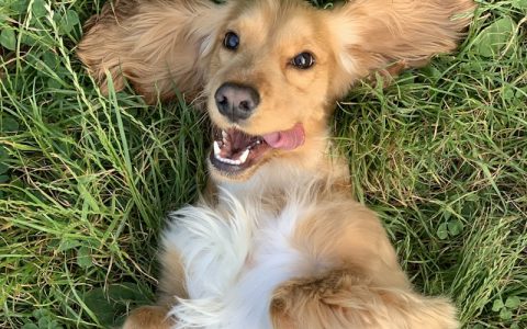 狗狗这6个让主人抓狂的行为，其实是它幸福感爆棚的证明