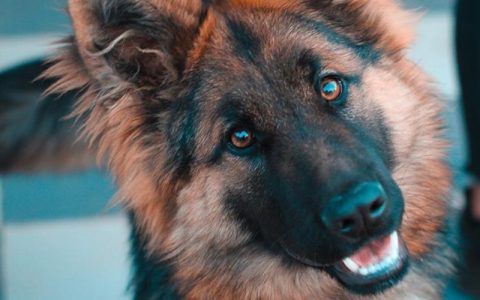 东德牧羊犬哪种颜色最贵？狼灰色东德牧特点与价格全解析