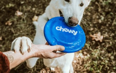 狗狗误食老鼠药怎么办？紧急急救步骤与送医指南全解析