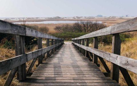 小狗从高处摔下来怎么办？第一时间处理与就医判断指南