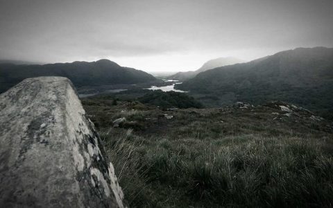 柴犬牛蜱热是什么？夏季防蜱4大对策保护柴犬健康