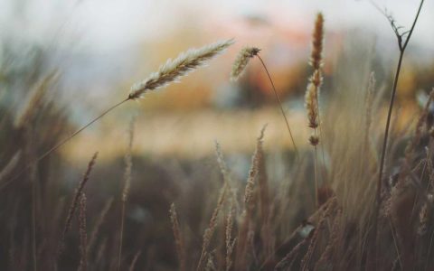 第一次养柴犬必备清单：7样东西少一样都不行