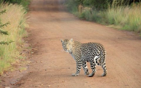 柴犬不停舔手脚趾是什么原因？4大原因主人必须了解