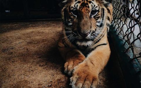 带柴犬去郊游如何防虫？牛蜱心丝虫的驱虫防护完整指南