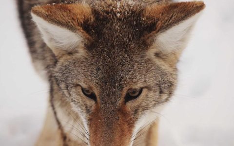 柴犬鲜食喂养完整指南：为什么鲜食比狗粮更好？营养搭配全公开