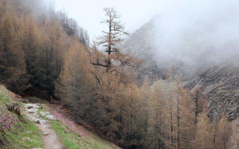 柴犬在草地上打滚是天性还是皮肤病信号？科学解析+正确皮肤护理指南