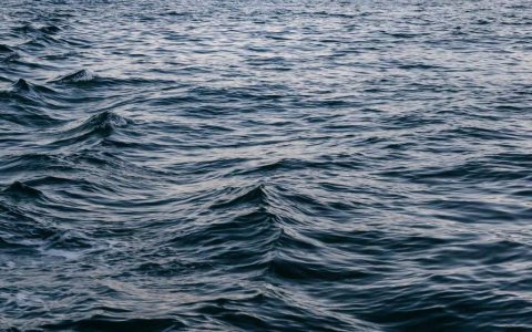 柴犬为什么总是舔人？解析柴犬舔人行为背后的6大真实含义