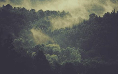 柴犬为什么喜欢舔人脸？6个真实原因告诉你它究竟在表达什么