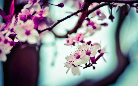 柴犬爱咬手脚毛是什么原因？从心理到身体的4大诱因与解决方法