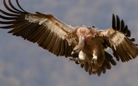 柴犬常见骨科与神经系统疾病：髌骨脱臼和脊髓疾病的预防与护理