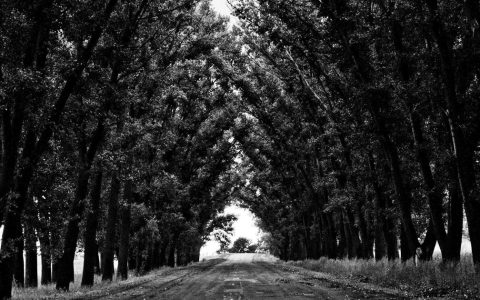 新手养柴犬幼犬完整指南：哺乳期喂养、疫苗驱虫和绝育5大核心问题