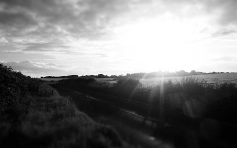 柴犬爱在草地上打滚是病吗？皮肤病的5大原因与正确护理指南