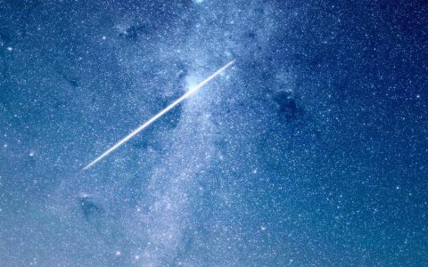 柴犬睡觉抖脚是生病了吗？区分正常抖动与疾病信号的完整指南