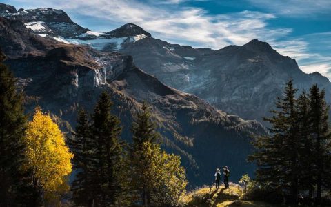 夏天给柴犬剃毛能消暑吗？剃光毛发的3大危害和正确护毛方法