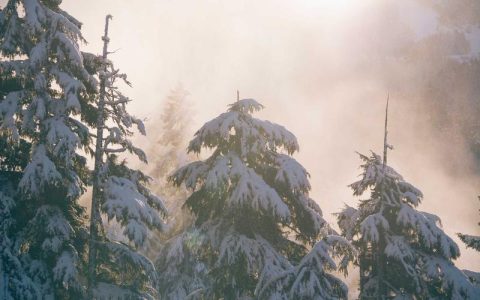 柴犬眼下泪痕怎么去除？5大成因详解和日常护理预防方法