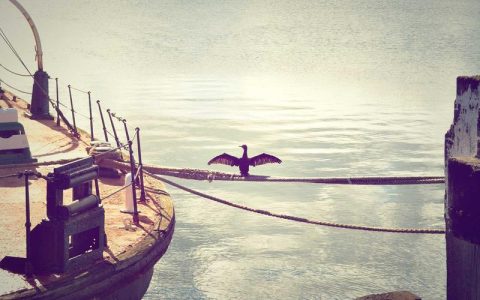 标柴和豆柴有什么区别？养哪种适合你？6个问题帮你做决定