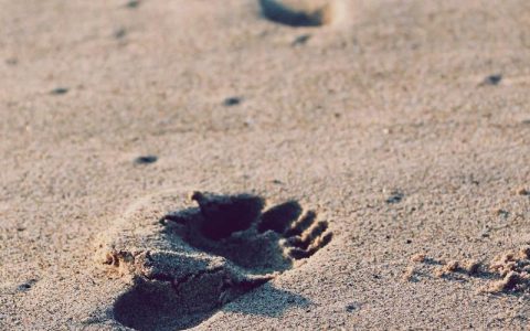 柴犬突然不吃饭可能是牙齿出问题了？口腔护理和牙结石预防完整指南