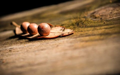 狗狗为什么喜欢追老鼠？猎食本能与解决方法全解析